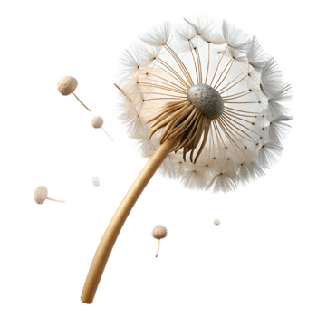 serene vintage Single Dandelion with Seeds Blowing Away Cutout png