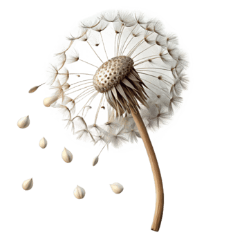 elegant minimalist Single Dandelion with Seeds Blowing Away Cutout professional png