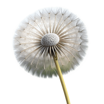 elegant rustic Single Dandelion Seed Head Transparent Background genuine png