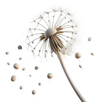 impressive classic Single Dandelion with Seeds Blowing Away Cutout png
