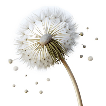 stunning modern Single Dandelion with Seeds Blowing Away Cutout exclusive png