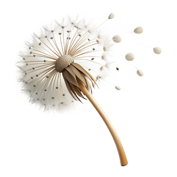 impressive minimalist Single Dandelion with Seeds Blowing Away Cutout png