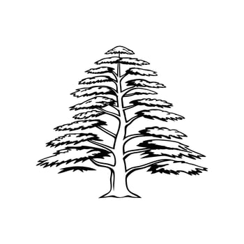Outline Design of Blue Atlas Cedar Tree vector