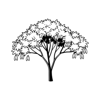 Stylized Outline of Carolina Silverbell Tree vector