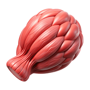 elegant creative Synthetic Muscle Tissue Close Up Transparent Background professional png
