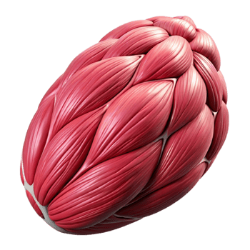 wonderful rustic Synthetic Muscle Tissue Fibrous Texture Transparent premium png
