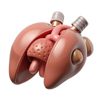 impressive classic Synthetic Organ Replacement Procedure Illustration Transparent Background premium png