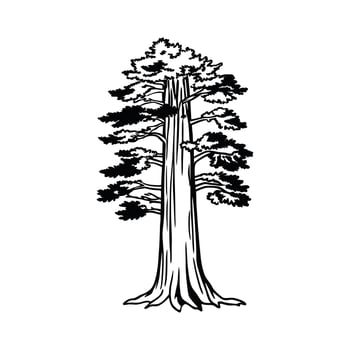 Pacific Coast Redwood Tree Bold Outline Art vector