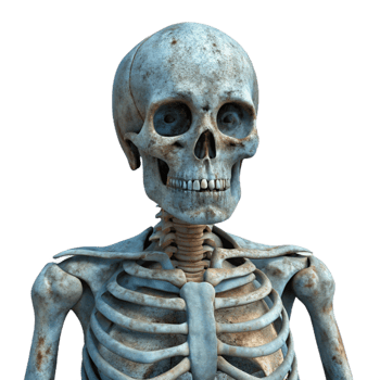 beautiful artistic Weathered Human Skeleton Transparent Background png