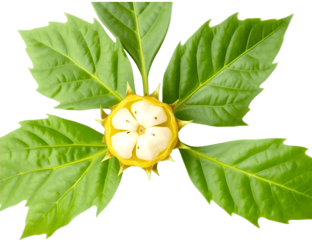 Green leaves and yellow flower isolated on transparent background png