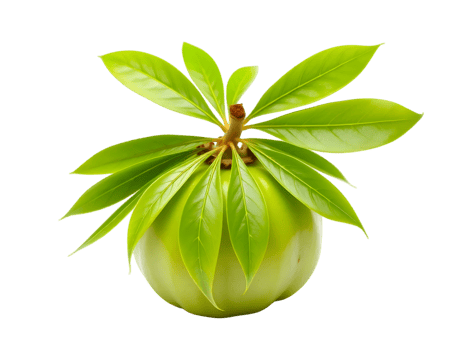 Green plant with leaves isolated on transparent background png