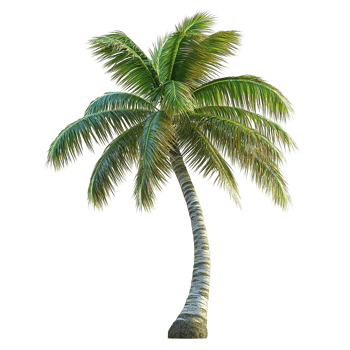 A tall solitary palm tree bends slightly on its trunk png
