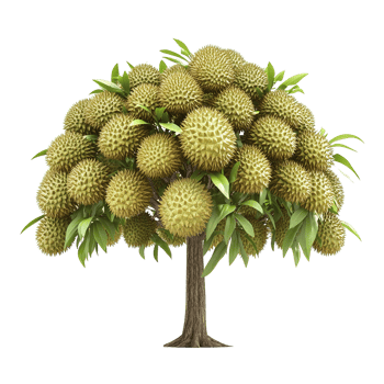 A tree laden with many spiky green fruits and leaves png