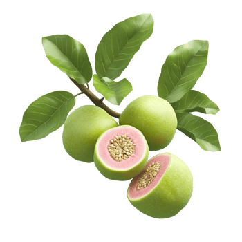 Fresh guavas with green leaves and pink fruit cut open png