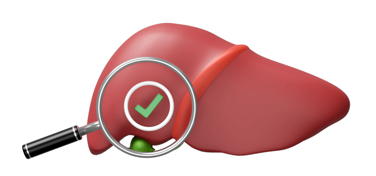 3d realistic human liver with magnifying glass, check mark isolated. check liver health concept, 3d illustration render png