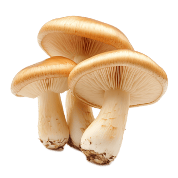 Delicious Mushroom Variety Growing in the Lush Forest Ecosystem png