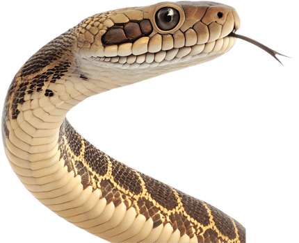 Large constrictor boa snake illustration with intricate natural patterns. . png