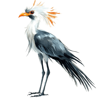 A detailed watercolour illustration featuring a secretary bird in profile png