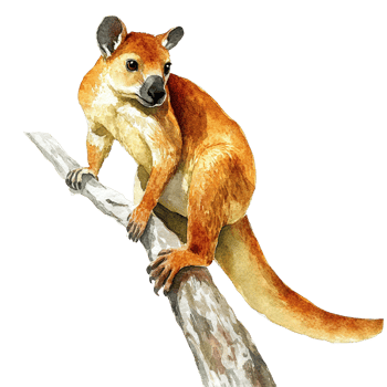 An orange and brown marsupial mammal perched on a tree branch png