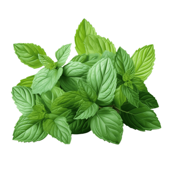 Fresh green mint leaves a crisp aromatic texture png