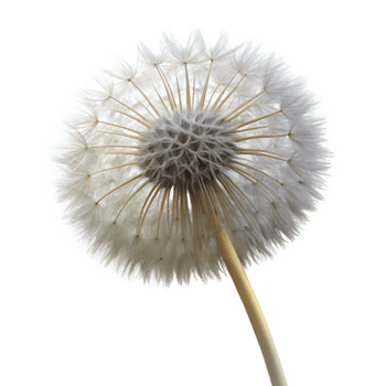 vibrant vintage A single dandelion seedhead, delicate and intricate, backlit by a soft light, macro photography exclusive png