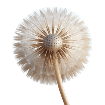 elegant classic A single dandelion seedhead, delicate and intricate, backlit by a soft light, macro photography original png