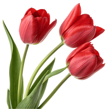 Three red tulips bouquet, spring flowers png