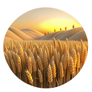wonderful contemporary A field of ripe wheat, golden hour lighting, landscape photography style premium png