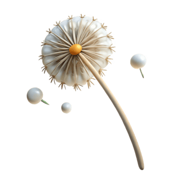 wonderful traditional A lone dandelion seedhead with a few seeds remaining, delicate and fragile, minimalist photography genuine png