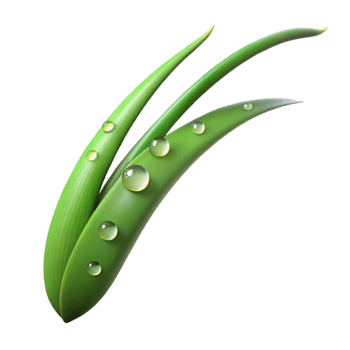 serene rustic A single blade of grass with dew drops, macro photography, morning light genuine png