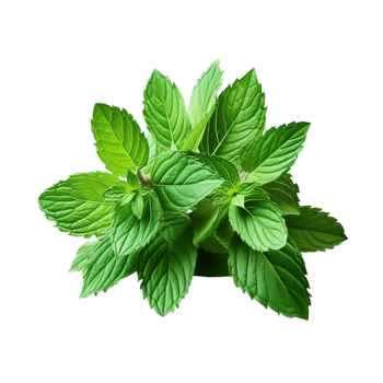 Bunch of fresh green mint leaves a slightly wrinkled surface png