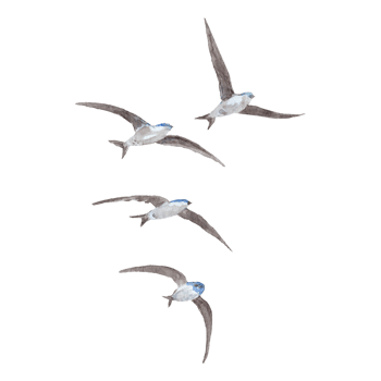 A flock of flying swallows in watercolor png