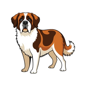 Beautiful St Bernard on White vector