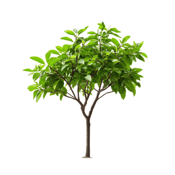 Flourishing Green Tree with Lush Foliage in Natural Environment png