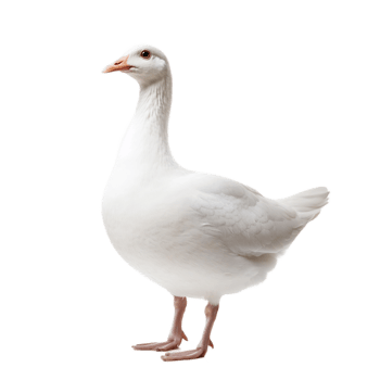 Full Body Portrait of a Majestic White Duck in Studio Setting png