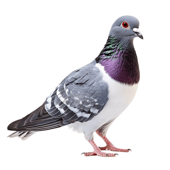 Elegant Gray Pigeon with Vibrant Purple Feathers in Flight png