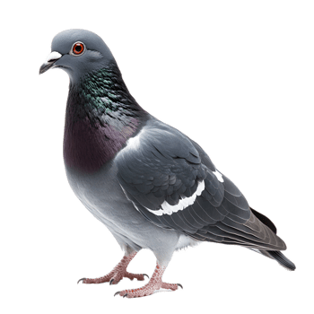 Elegant Gray Pigeon with Vibrant Feathers in Urban Setting png