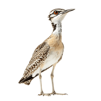 Elegant Desert-dwelling Wading Bird with Distinctive Plumage and Profile Pose png