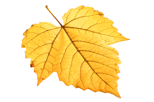 Single Dried Golden Autumn Leaf Isolated on Black Background, Detailed Macro Photography png