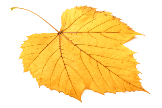 Single Dried Golden Autumn Leaf, Detailed Macro Photography, Isolated on Black Background png
