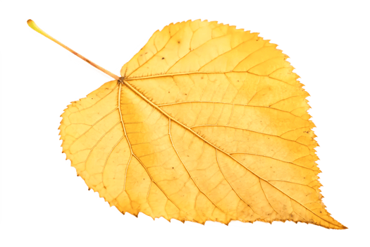 Single Dried Yellow Autumn Leaf, Detailed Macro Photography, Isolated on Black Background png