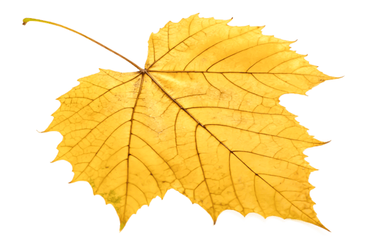 Single Dried Yellow Leaf, Autumn Foliage, Detailed Texture, Nature Photography png