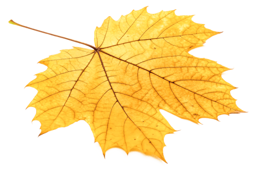 Single Dried Yellow Autumn Leaf, Detailed Macro Photography, Nature Texture png