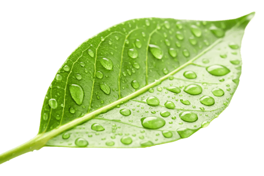 Lush Green Leaf with Dew Drops Nature Macro Photography, Spring, Isolated png