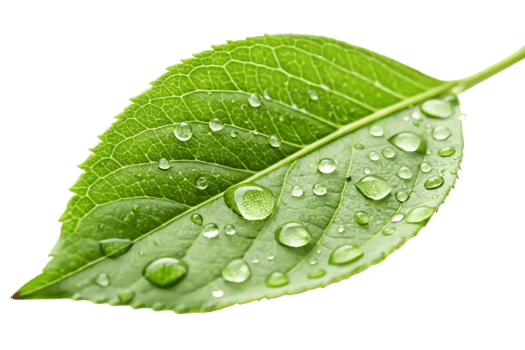 Vibrant Green Leaf with Dew Drops Close-up Nature Photography png