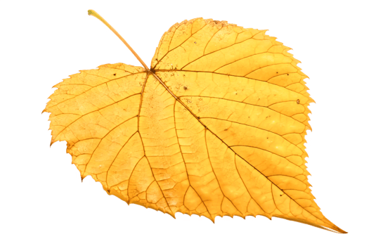 Stunning Close-up of a Single Dried Yellow Leaf Isolated on Black Background png