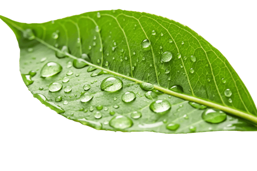 Vibrant Green Leaf with Dew Drops Nature Macro Photography for Eco Designs png