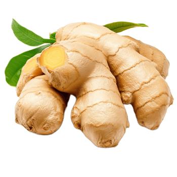 Freshly Harvested Organic Ginger Roots with Green Leaves on White Background png