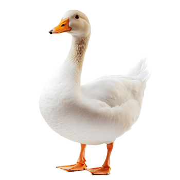 Graceful white duck floating and swimming on a calm pond or lake in a natural outdoor environment png