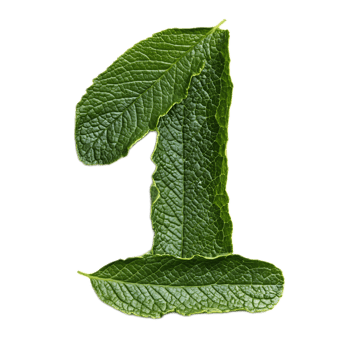 Green Leaf Forming the Number One for Nature and Environmental Concept png